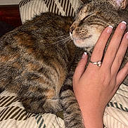 Meow Meow is registered to the contest to win money with this photo: cat, tabby_cat, pet, sleeping, relaxed, cuddling, human_hand, manicure, french_manicure, ring, striped_cushion, pillow, indoors, bedroom, cozy, close_up, whiskers, ears, fur, flash_photography