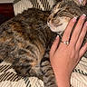 cat, tabby_cat, pet, sleeping, relaxed, cuddling, human_hand, manicure, french_manicure, ring, striped_cushion, pillow, indoors, bedroom, cozy, close_up, whiskers, ears, fur, flash_photography