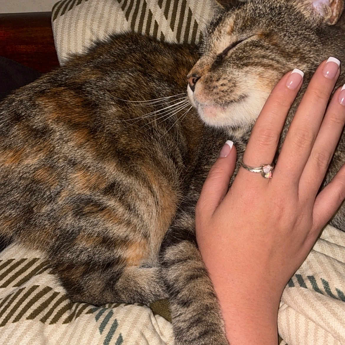 Meow Meow is registered to the contest to win money with this photo: cat, tabby_cat, pet, sleeping, relaxed, cuddling, human_hand, manicure, french_manicure, ring, striped_cushion, pillow, indoors, bedroom, cozy, close_up, whiskers, ears, fur, flash_photography