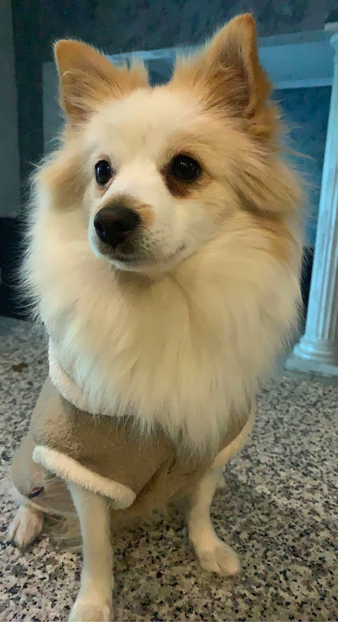 Chanel participe au concours pour gagner de l'argent avec cette photo : canidae, carnivore, companion_dog, dog, dog_breed, dog_supply, fawn, fur, german_spitz, german_spitz_klein, german_spitz_mittel, japanese_spitz, pomeranian, snout, spitz, sporting_group, toy_dog, volpino_italiano, whiskers, working_animal