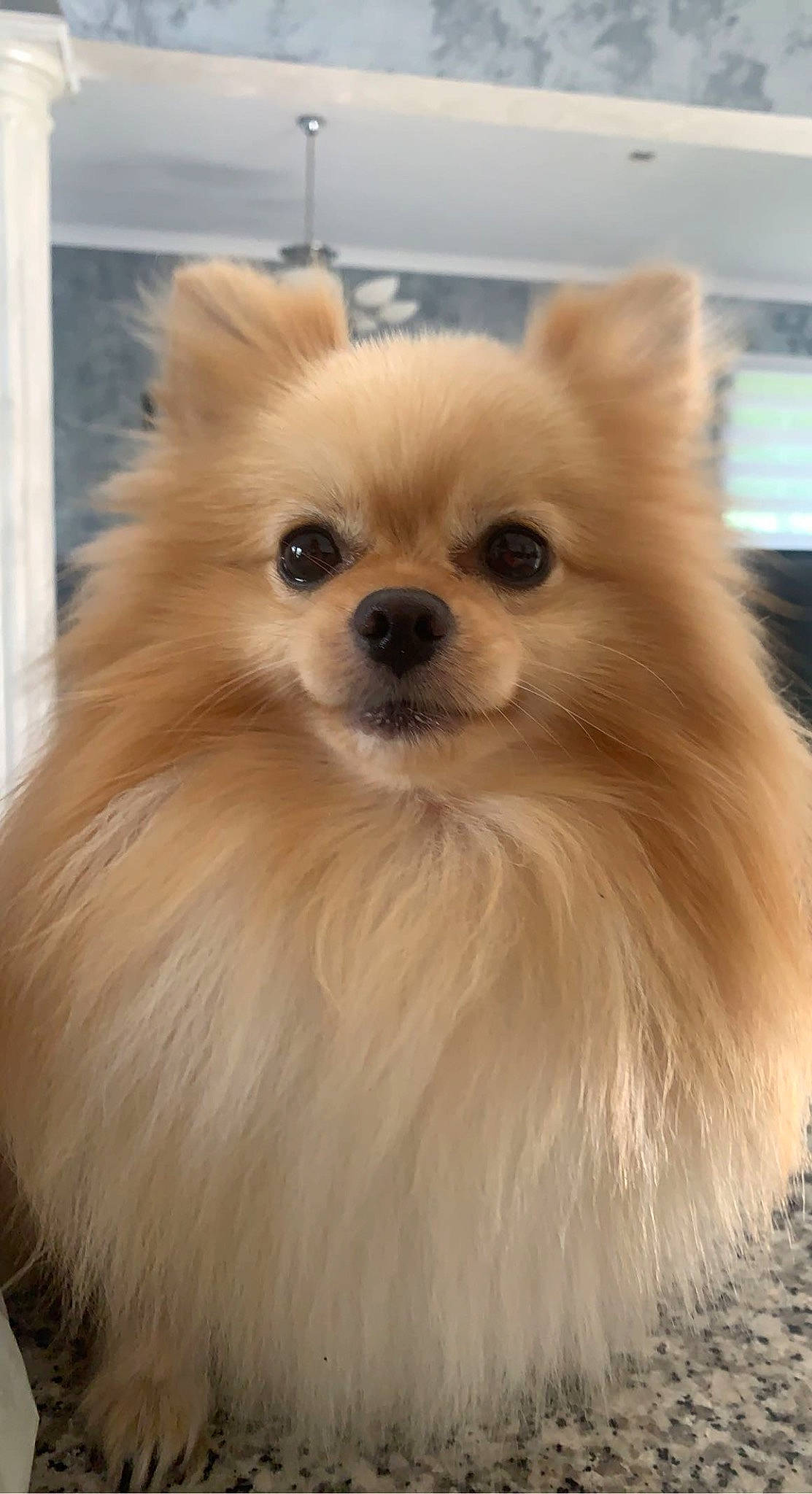 Dior a rejoint le concours — aidez-le/la à gagner de superbes lots ! canidae, carnivore, companion_dog, dog, dog_breed, ear, eye, fawn, fur, german_spitz, german_spitz_klein, german_spitz_mittel, head, iris, snout, spitz, sporting_group, toy_dog, whiskers, working_animal