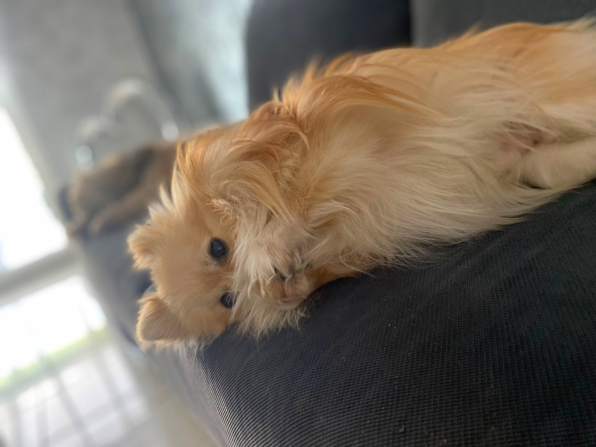 Dior participe au concours pour gagner de l'argent avec cette photo : biewer_terrier, canidae, carnivore, comfort, companion_dog, dog, dog_breed, fawn, fur, liver, maltepoo, non_sporting_group, puppy, small_terrier, snout, sporting_group, terrier, toy_dog, working_animal, yorkipoo