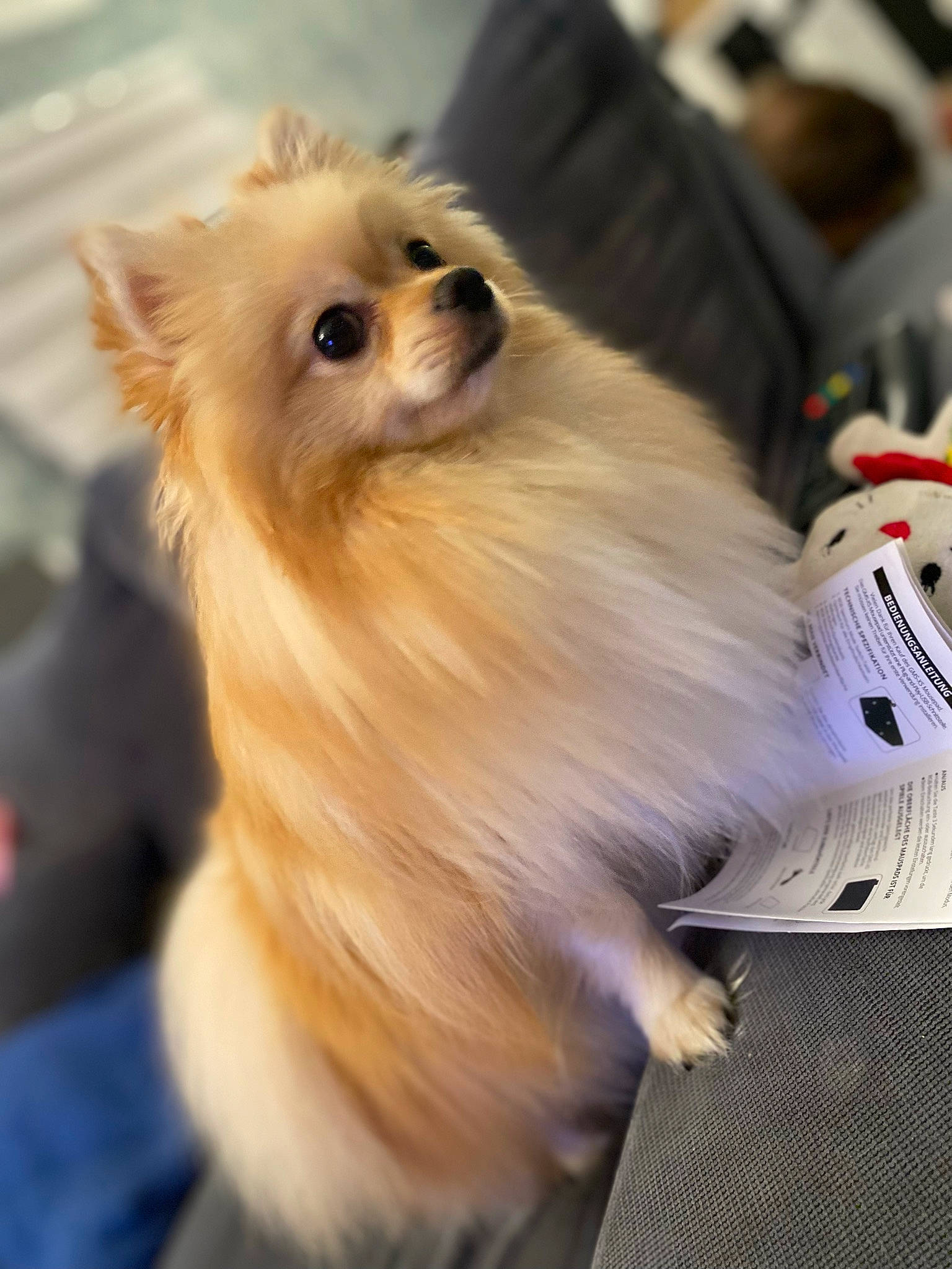 Dior a rejoint le concours — aidez-le/la à gagner de superbes lots ! carnivore, companion_dog, dog, dog_breed, dog_supply, fawn, fur, german_spitz, german_spitz_klein, non_sporting_group, pomeranian, snout, spitz, sporting_group, toy_dog, volpino_italiano, whiskers