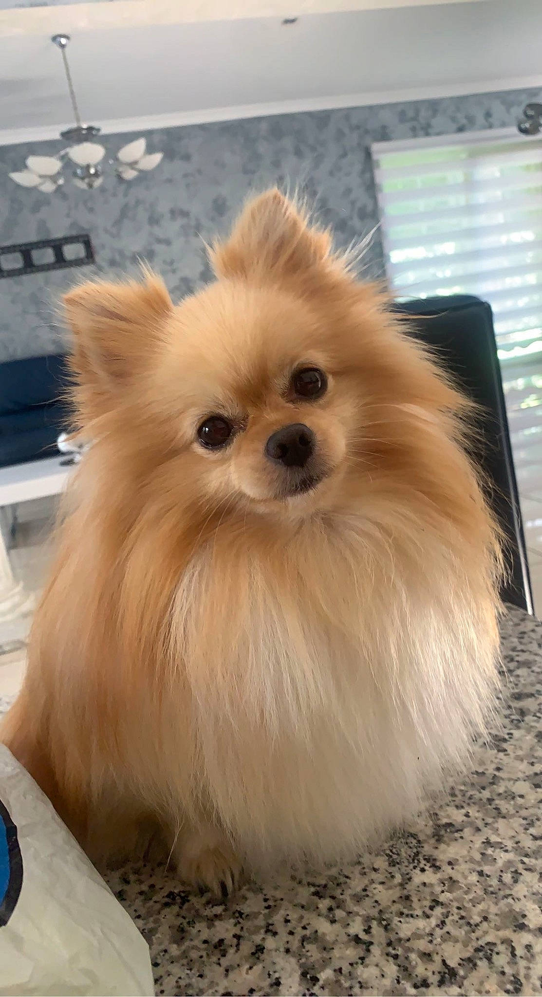 Dior a rejoint le concours — aidez-le/la à gagner de superbes lots ! ancient_dog_breeds, canidae, carnivore, companion_dog, dog, dog_breed, fawn, fur, german_spitz, german_spitz_klein, german_spitz_mittel, liver, pomeranian, snout, spitz, sporting_group, toy_dog, volpino_italiano, whiskers, working_animal