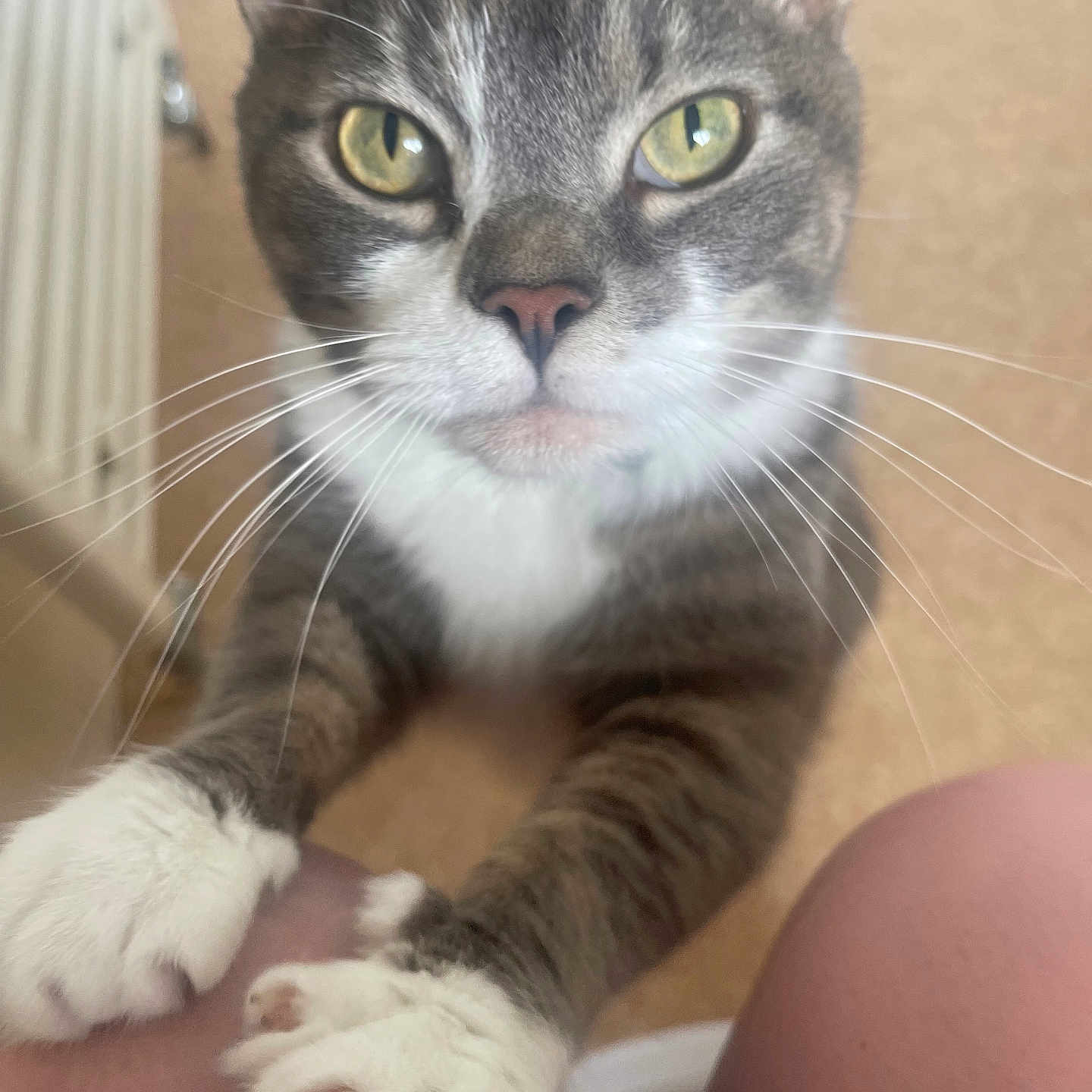 Simba joined the competition — help win amazing prizes! abyssinian, animal, cat, claw, electronics, hardware, hook, kitten, manx, pet