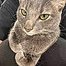 animal, black_clothing, cat, close_up, companion, cozy, cute, domestic_animal, feline, fur, gray_cat, green_eyes, indoor, lap, paws, person, pet, relaxed, resting, whiskers