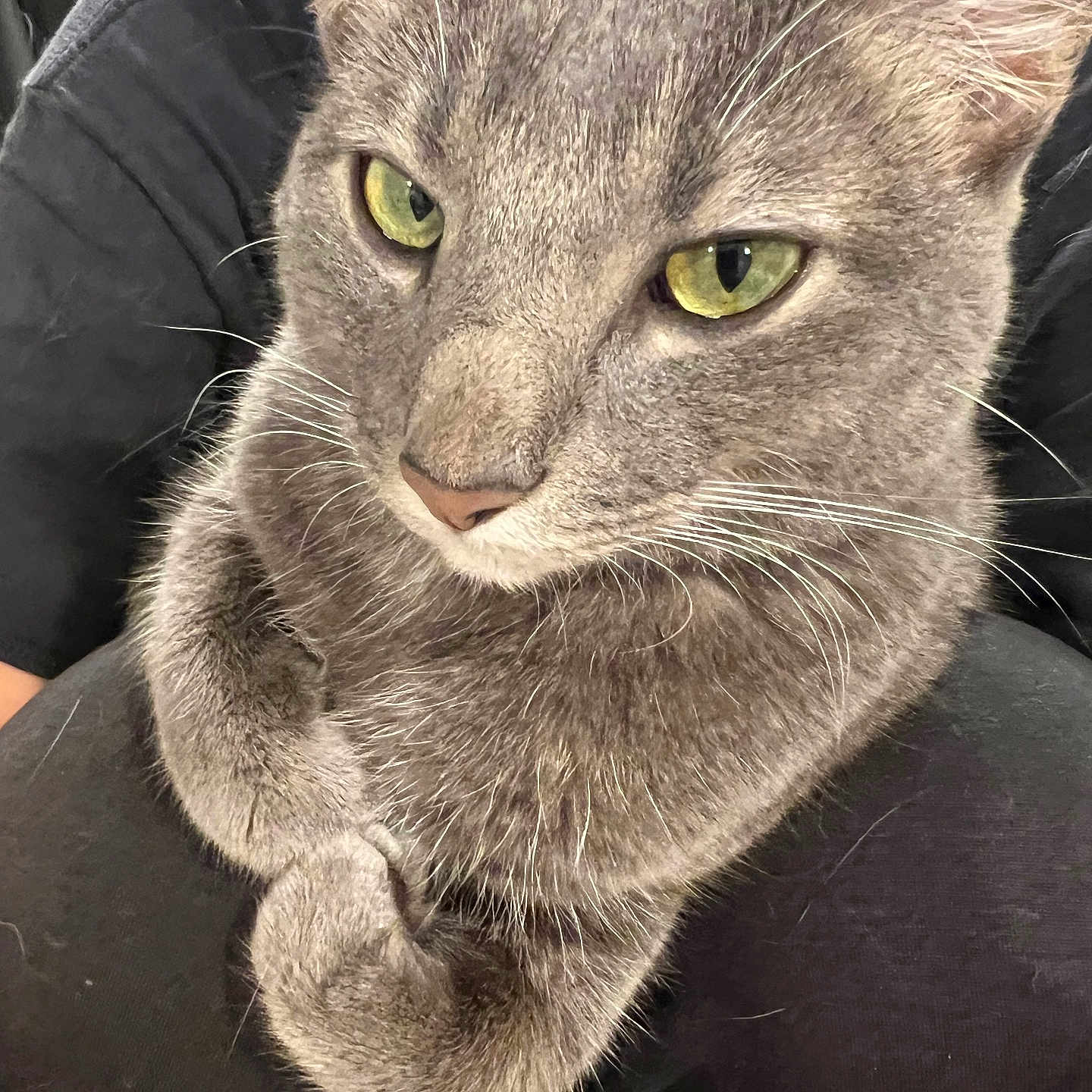 Biggie is registered to the contest to win money with this photo: cat, gray_cat, green_eyes, pet, animal, feline, close_up, fur, whiskers, paws, lap, person, black_clothing, indoor, cozy, resting, cute, domestic_animal, companion, relaxed