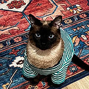 Lady is registered to the contest to win money with this photo: cat, siamese_cat, striped_shirt, pet_clothing, blue_eyes, indoor, patterned_rug, colorful_rug, floor, wood_floor, sitting, looking_up, feline, domestic_animal, cute, animal_portrait, striped_clothing, ears, whiskers, fur