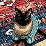 cat, siamese_cat, striped_shirt, pet_clothing, blue_eyes, indoor, patterned_rug, colorful_rug, floor, wood_floor, sitting, looking_up, feline, domestic_animal, cute, animal_portrait, striped_clothing, ears, whiskers, fur