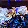 Chi-Boogie is registered to the contest to win money with this photo: dog, bed, pillow, blanket, headboard, string_lights, tissue_box, remote_control, indoor, cozy, curious, tan_dog, fabric, sleeping_area, comfort, messy_bed, soft_lighting, resting, furniture, animal