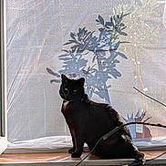 Nephtys participe au concours pour gagner de l'argent avec cette photo : animal, black_cat, cat, cozy, curtain, daylight, domestic, feline, indoor, nature_shadow, pet, plant_shadow, quiet, relaxing, resting, shadow, silhouette, sunlight, window, windowsill