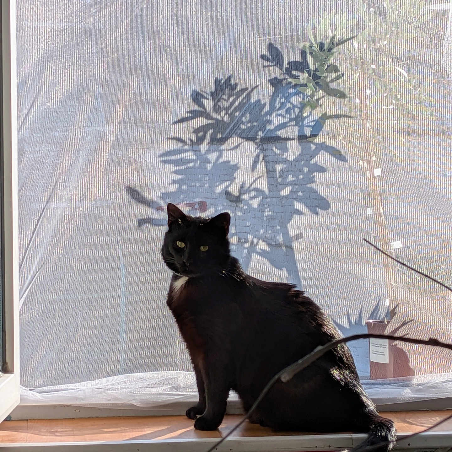 Nephtys