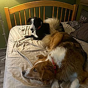 Cowboy joined the competition — help win amazing prizes! dog, dogs, bed, bedding, brown_dog, black_dog, wooden_headboard, pillow, blanket, cozy, indoors, pet, lying_down, collar, hardwood_floor, green_wall, poster, lamp, fur, bedroom