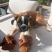 Lupin a rejoint le concours — aidez-le/la à gagner de superbes lots ! animal, black, boxer, brown, cute, dog, furry, garden, outdoor, paws, pet, plants, puppy, reindeer, relaxing, slippers, sofa, sunlight, white, wooden
