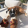 animal, black, boxer, brown, cute, dog, furry, garden, outdoor, paws, pet, plants, puppy, reindeer, relaxing, slippers, sofa, sunlight, white, wooden