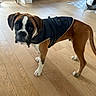 Lupin a rejoint le concours — aidez-le/la à gagner de superbes lots ! animal, black, boxer, brown, canine, coat, curious, dog, domestic_animal, ears, flooring, fur, house, indoor, jacket, looking_up, pet, tail, white, wooden_floor