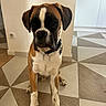 Lupin participe au concours pour gagner de l'argent avec cette photo : animal, boxer, brown, canine, collar, dog, expression, floor, fur, home, house, indoor, looking, modern, paw, pet, sitting, tile_floor, wall, white