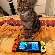 Erza participe au concours pour gagner de l'argent avec cette photo : animal, bed, blanket, cat, colorful, curious, device, electronics, furniture, gaming, home, indoor, nintendo_switch, pet, relaxed, room, sitting, striped, tabby, technology