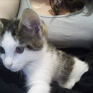 Sakura participe au concours pour gagner de l'argent avec cette photo : animal, cat, closeup, clothing, cozy, curious, cute, eyes, fur, gray, indoor, kitten, lap, person, pet, resting, tank_top, whiskers, white, young