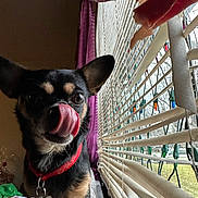 Rocko joined the competition — help win amazing prizes! animal, black_dog, blinds, close_up, collar, cozy, curtain, cute, daylight, dog, home, indoor, pet, purple_curtain, small_dog, string_lights, tan_markings, tongue, tongue_out, window