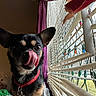 animal, black_dog, blinds, close_up, collar, cozy, curtain, cute, daylight, dog, home, indoor, pet, purple_curtain, small_dog, string_lights, tan_markings, tongue, tongue_out, window