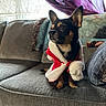 Rocko is registered to the contest to win money with this photo: animal, blinds, cape, chihuahua, clothing, couch, cozy, curtain, cute, dog, furniture, home, indoor, pet, portrait, red, sitting, small_dog, white, window