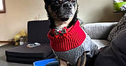 Rocko joined the competition — help win amazing prizes! black_dog, blue_box, bow_tie, carpet, couch, cozy, cute, dog, furniture, indoor, lap, person, pet, portrait, sitting, slippers, small_dog, sweater, tan_markings, window