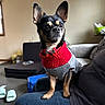 black_dog, blue_box, bow_tie, carpet, couch, cozy, cute, dog, furniture, indoor, lap, person, pet, portrait, sitting, slippers, small_dog, sweater, tan_markings, window