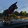 Rocko is registered to the contest to win money with this photo: alert, animal, calm, canine, car_roof, dog, evening, outdoor, park, pet, quiet, red_collar, reflection, side_view, sky, small_dog, standing, streetlights, trees, twilight