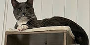 Sparky joined the competition — help win amazing prizes! cat, gray_cat, white_paws, cat_tower, wooden_furniture, indoor, pet, animal, feline, toy_mouse, hanging_toy, curious, relaxed, looking_at_camera, whiskers, tail, ears, paws, vertical_blinds, home