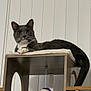 cat, gray_cat, white_paws, cat_tower, wooden_furniture, indoor, pet, animal, feline, toy_mouse, hanging_toy, curious, relaxed, looking_at_camera, whiskers, tail, ears, paws, vertical_blinds, home