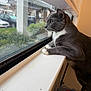 Sparky is registered to the contest to win money with this photo: cat, gray_cat, white_paws, windowsill, window, indoor, looking_outside, curious, pet, animal, feline, domestic_cat, side_view, greenery, cars, bottled_water, package, household, daylight, closeup