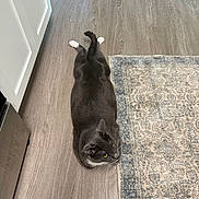 Sparky joined the competition — help win amazing prizes! cat, gray_cat, white_paws, floor, wood_floor, rug, patterned_rug, indoor, pet, animal, relaxed, curious, stretching, whiskers, ears, tail, domestic_cat, feline, household, quiet