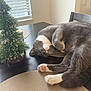 Sparky joined the competition — help win amazing prizes! cat, gray_cat, white_paws, table, chair, window, decorative_tree, paper_towel, indoor, relaxed, pet, feline, cozy, holiday_decor, wooden_table, pink_paw_pads, curled_paw, domestic_animal, household, natural_light