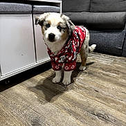 Bonnie a rejoint le concours — aidez-le/la à gagner de superbes lots ! puppy, dog, blue_eyes, red_sweater, indoor, living_room, wooden_floor, couch, furniture, pet, cute, small_dog, adorable, animal, home, cozy, floor, standing, curious, fluffy