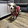 puppy, dog, blue_eyes, red_sweater, indoor, living_room, wooden_floor, couch, furniture, pet, cute, small_dog, adorable, animal, home, cozy, floor, standing, curious, fluffy