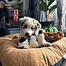 Bonnie participe au concours pour gagner de l'argent avec cette photo : puppy, dog_bed, plush_toy, stuffed_animal, indoor, plant, window, curtain, cage, floor, blue_eyes, orange, brown, black_and_white, cozy, pet, animal, cute, toy, home