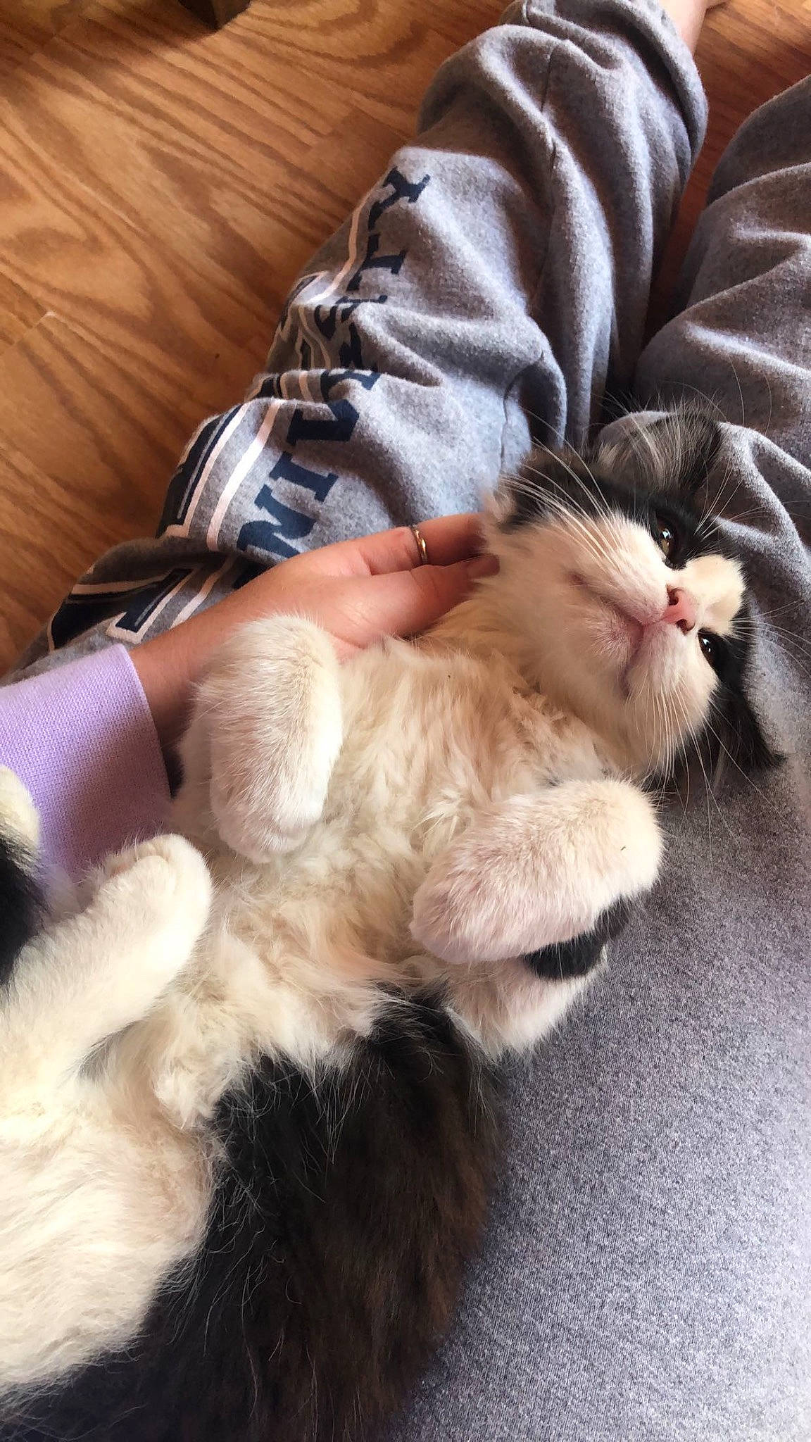 Big Meat joined the competition — help win amazing prizes! carnivore, cat, claw, comfort, companion_dog, domestic_short_haired_cat, fawn, felidae, foot, fur, gesture, human_leg, lap, nap, paw, small_to_medium_sized_cats, snout, tail, toe, whiskers