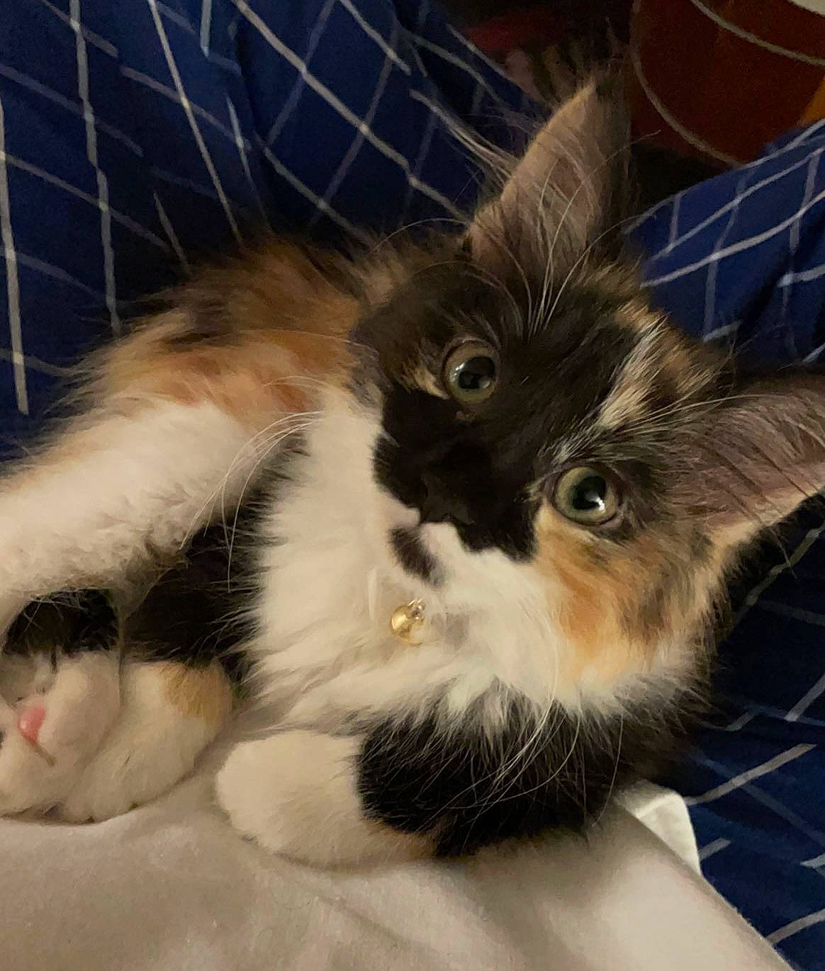 Molotov is registered to the contest to win money with this photo: carnivore, cat, cat_supply, claw, comfort, companion_dog, dog_breed, eye, fawn, felidae, foot, fur, lap, paw, sky, small_to_medium_sized_cats, snout, tail, terrestrial_animal, whiskers