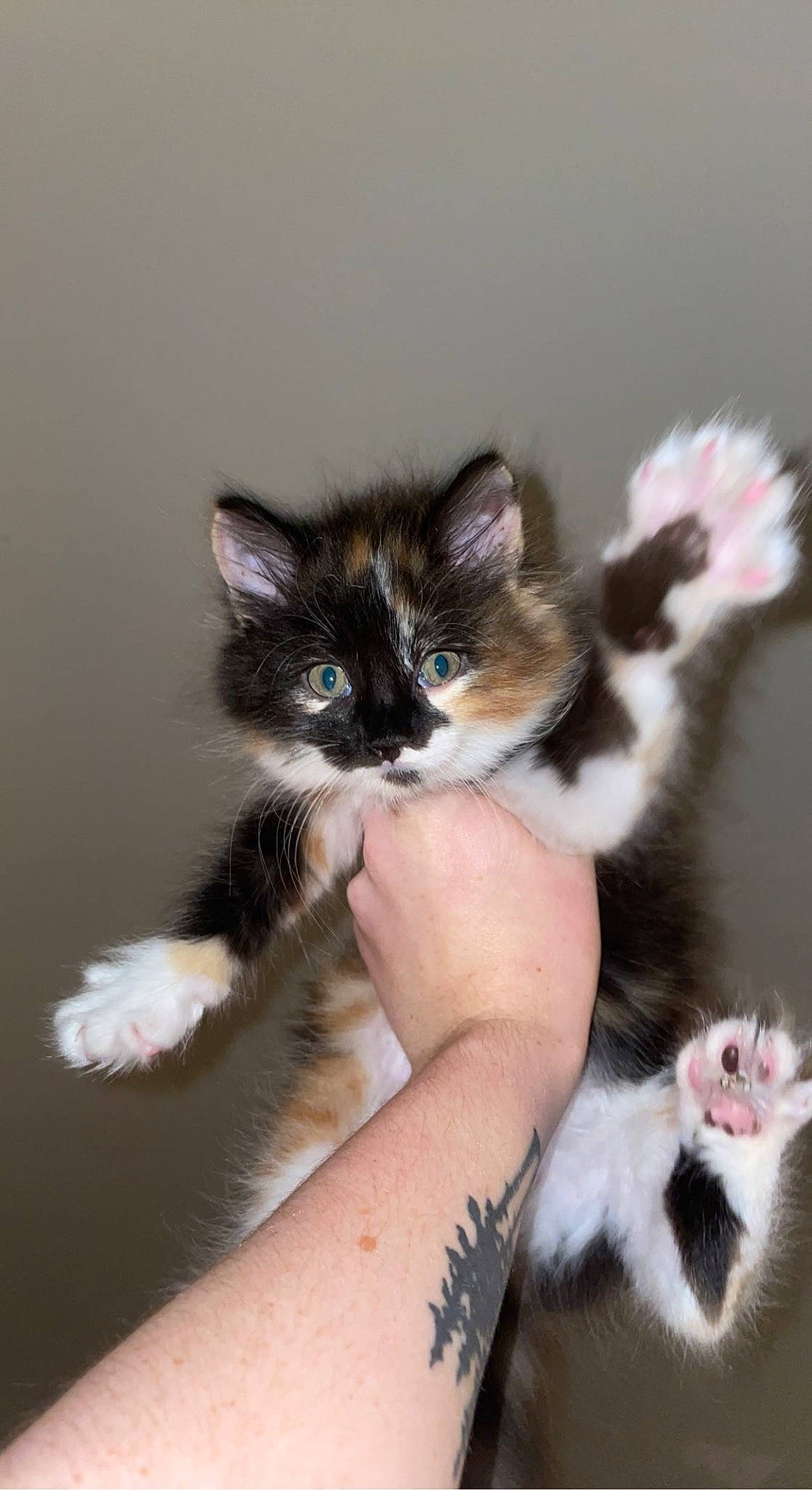 Molotov is registered to the contest to win money with this photo: carnivore, cat, claw, comfort, domestic_short_haired_cat, felidae, foot, fur, nail, paw, sitting, small_to_medium_sized_cats, snout, tail, toe, whiskers