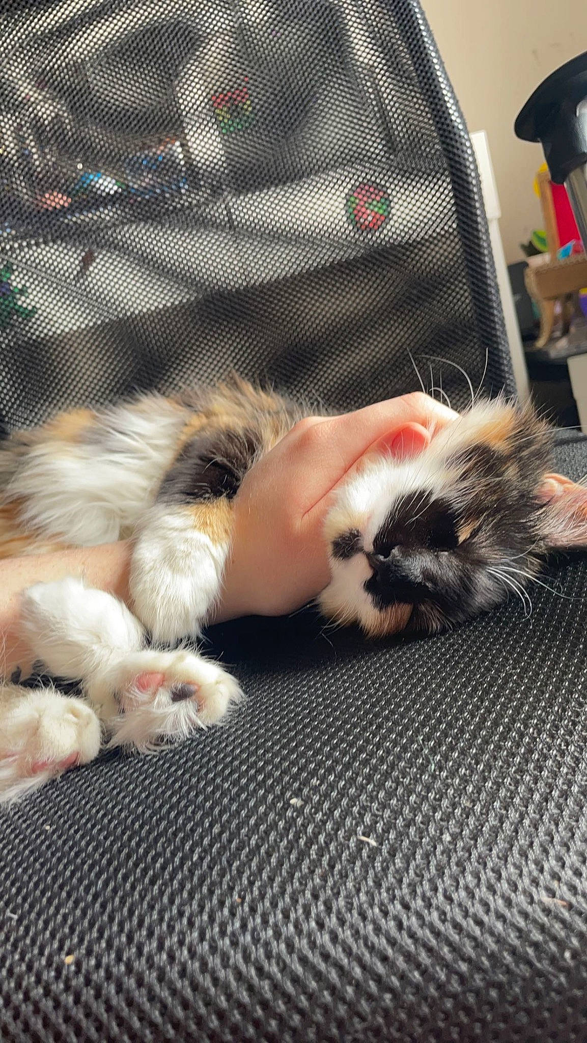 Molotov is registered to the contest to win money with this photo: canidae, carnivore, cat, claw, comfort, companion_dog, dog_breed, domestic_short_haired_cat, fawn, felidae, ferret, flooring, fur, mammal, paw, small_to_medium_sized_cats, snout, tail, vertebrate, whiskers