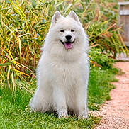 Tiamo a rejoint le concours — aidez-le/la à gagner de superbes lots ! dog, white_dog, fluffy, grass, path, outdoor, nature, happy, smiling, pet, canine, sitting, fur, greenery, garden, animal, tongue_out, friendly, daylight, portrait