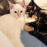 cats, kitten, tortoiseshell_cat, cream_cat, feline, pets, snuggling, cuddling, indoors, bed, blanket, close_up, fur, whiskers, ears, blue_eyes, relaxed, cute, animal_portrait, cozy