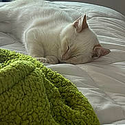 Riven participe au concours pour gagner de l'argent avec cette photo : cat, white_cat, sleeping, fluffy, fur, pet, animal, bed, bedroom, blanket, green_blanket, white_bedding, cozy, resting, peaceful, indoors, portrait, relaxed, cute, nap