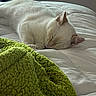 cat, white_cat, sleeping, fluffy, fur, pet, animal, bed, bedroom, blanket, green_blanket, white_bedding, cozy, resting, peaceful, indoors, portrait, relaxed, cute, nap
