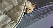 Riven participe au concours pour gagner de l'argent avec cette photo : cat, kitten, animal, pet, cream_colored, white, bed, bedroom, blanket, duvet, bedding, cozy, indoors, 寝室, peeking, portrait, face, eyes, sleeping_area, home