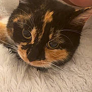 Stella a rejoint le concours — aidez-le/la à gagner de superbes lots ! cat, calico_cat, pet, close_up, blanket, cozy, whiskers, fur, eyes, cat_face, human_partial, chin, indoor, soft_texture, cuddling, portrait, domestic_cat, cute, relaxing, bed