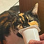 Stella participe au concours pour gagner de l'argent avec cette photo : cat, calico_cat, feline, pet, whiskers, yogurt_cup, plastic_cup, hand, human_hand, licking, eating, close_up, portrait, ear, nose, tile_floor, wooden_furniture, indoor, table, curious_expression