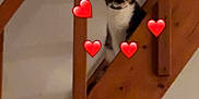 Stella a rejoint le concours — aidez-le/la à gagner de superbes lots ! cat, tuxedo_cat, stairs, wooden_stairs, railing, hearts_emoji, emoji_overlay, indoor, pet, feline, peek, sitting, home_interior, low_light, blurry, vertical_photo, cozy, wall, timber, portrait