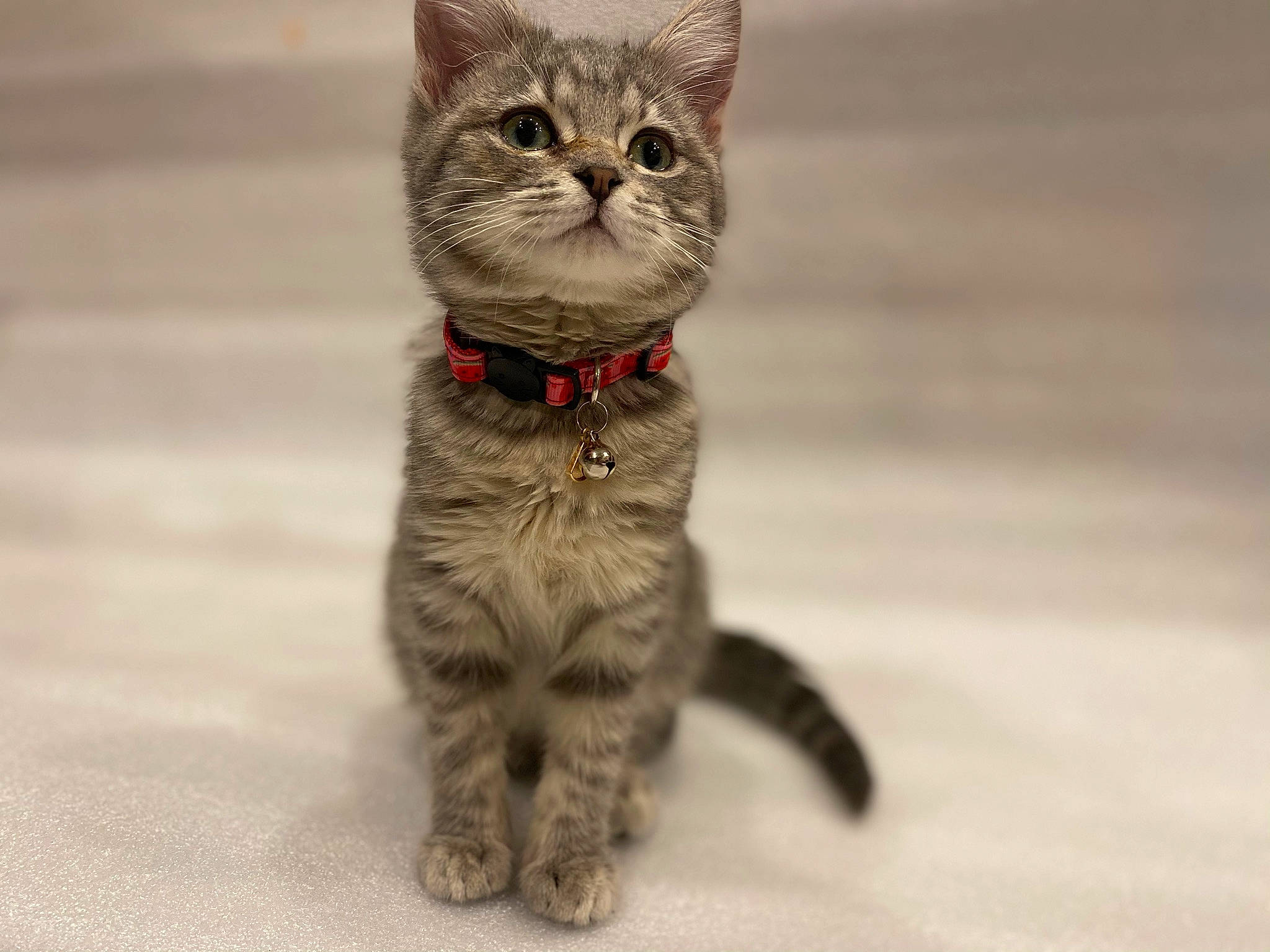 Juice joined the competition — help win amazing prizes! carnivore, cat, claw, domestic_short_haired_cat, fawn, felidae, fur, paw, sitting, small_to_medium_sized_cats, snout, tail, terrestrial_animal, whiskers, wildlife